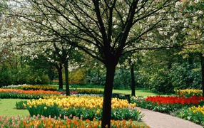 Парк тюльпанов