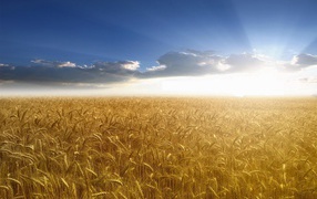 Пшеничное поле в лучах солнца