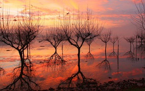 Отражение деревьев на закате