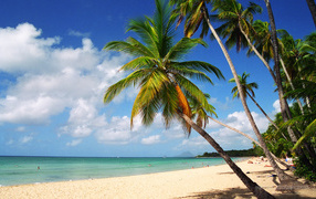 Пляж,пальмы