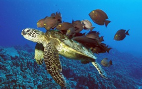 Turtle with company