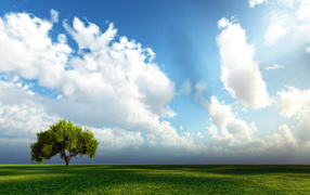 Дерево, поле, облака
