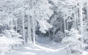 Snow-white wood