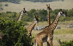 Giraffes / Masai Mara Game Reserve / Kenya / Africa