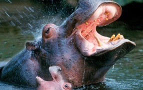 Bathing Hippopotamuses / Africa