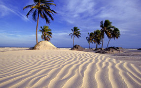Пляж и пальмы в Бразилии