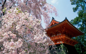 Cherry blossoms, Ninnaji Temple, Kyoto, Japan