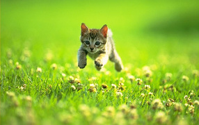 the Kitten on a grass