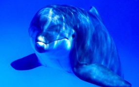 Дельфин млекопитающие