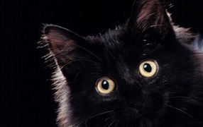 The fluffy black kitty