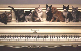 Котята на пианино