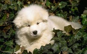 Белый пес