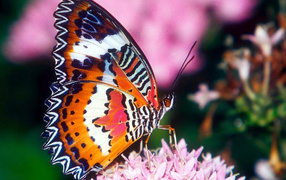 Красивая бабочка