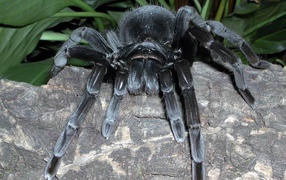 Черный паук