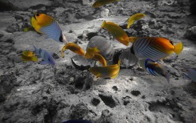 Rarotonga under water