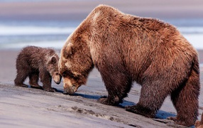Медведица и медвежонок гуляют