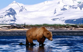 	 Bear on the ice
