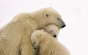 	 Bear with two cubs