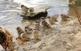 Sparrows bathe