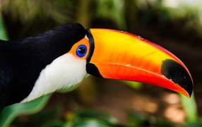  Birds toucans 