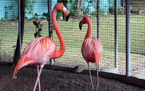 	 Pink flamingos in the zoo