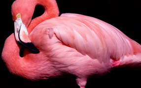 	 Pink flamingos on a black background