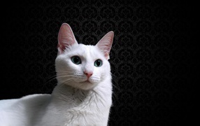 Красивый белый кот на фоне чёрных обоев