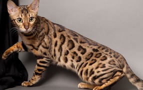 A beautiful young Bengal cat poses