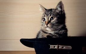 Кот сидит в черной шляпе