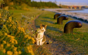 A cat sits on a footpath