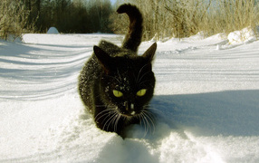 A cat walks on snow