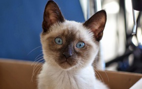 A little surprised Siamese cat