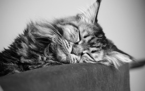 A young Maine Coon cat sleeping, black-and-white photo