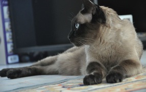 Adult Siamese cat resting