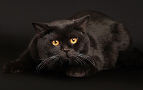 Angry fat black cat