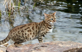 Beautiful Bengal cat on a background of lake