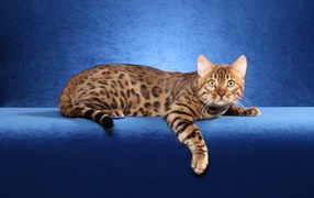 Красивый бенгальский кот на синем фоне