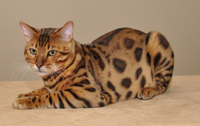 Beautiful Bengal cat poses