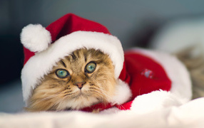 Beautiful Christmas Cat