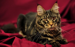 Красивый кот мейн-кун с коричневыми глазами