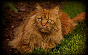 Рыжий красивый кот мейн-кун лежит на траве