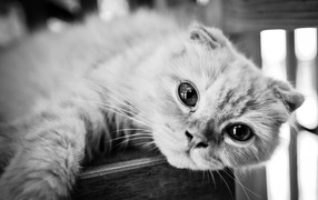 Beautiful Scottish Fold cat, black-and-white photo