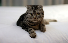 Красивый шотландский вислоухий кот с зелёными глазами в на кровати
