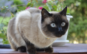 Beautiful Siamese cat saw someone