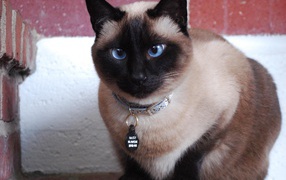 Голубоглазый красивый сиамский кот