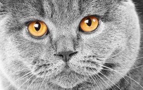 Beautiful british cat close up