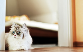 Beautiful fluffy cat stares