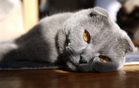 Красивый серый шотландский вислоухий кот с рыжими глазами