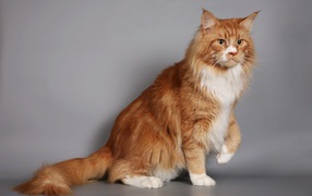 Beautiful red Maine Coon cat with white chest