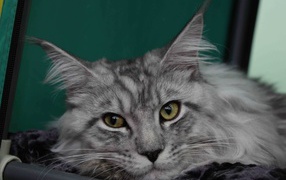 Серебристый красивый кот мейн-кун